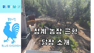 청계 농장 근황 (거위 오리 방사 청계닭 청계 병아리)Cheonggye Chicken Amerucana goose Border Collie