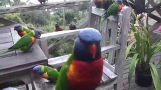 I'm in (lorikeet) heaven! For lori lovers...