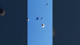 картинка: Голуби Беларуси Бобруйск 