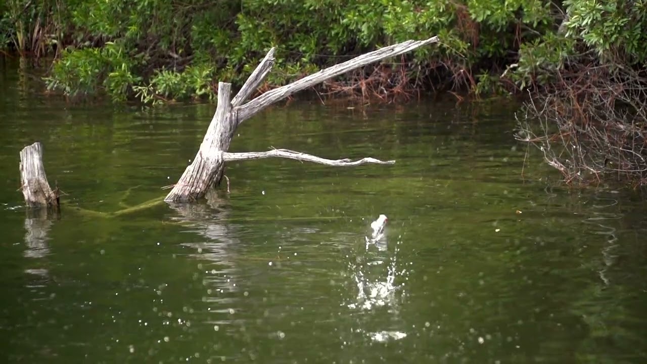 SPRO Flappin Frog 65 | Omnia Fishing