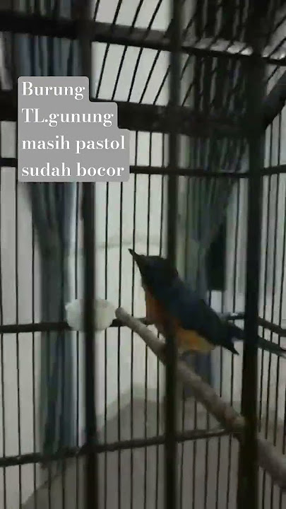 tledekan gunung pastol gacor
