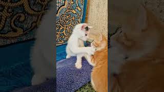 Tuto: How to start a play 🐾🤼‍♂️ #PlayfulCats #CatPlay #KittenTips #CatSafety #CuteCats #cat
