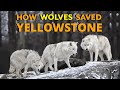 How Wolves Saved Yellowstone