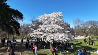 High Park Cherry Blossoms (2024)