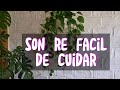 ELLAS SON FACIL DE CUIDAR🫠IDEAL PARA PRINCIPIANTES EN JARDINERÍA/Liliana Muñoz