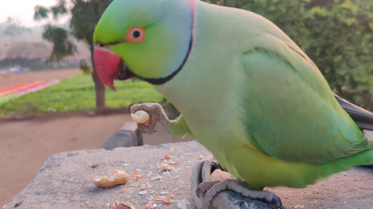 How parrot eat (तोता कैसे खाता है) YouTube