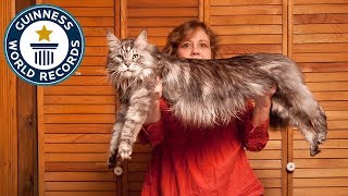 The World's Longest Domestic Cat - Meet The Record Breakers The World's Longest Domestic Cat - Meet The Record Breakers