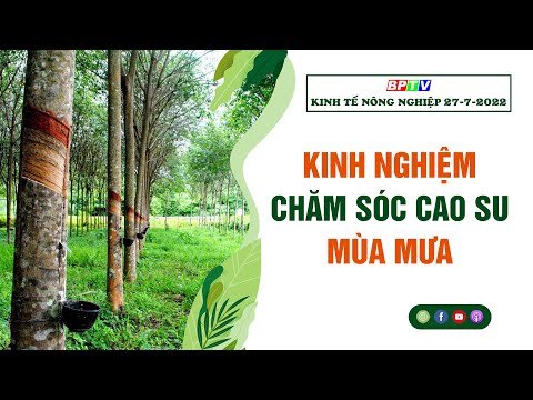 🌎Kinh tế nông nghiệp 27-7-2022 | Kinh nghiệm chăm sóc cao su mùa mưa