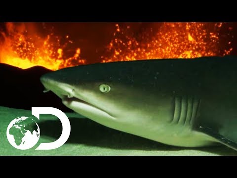 devil-sharks-|-sharks-are-attracted-to-active-volcanos!