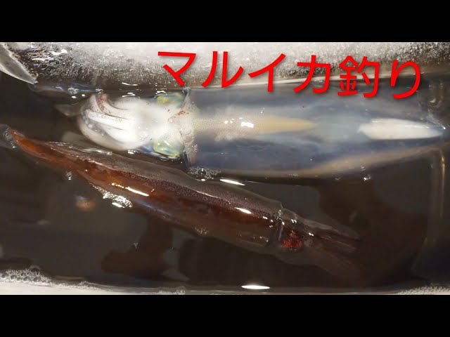 April 29, 2026 🔰 Squid fishing in Sagami Bay, boat fishing