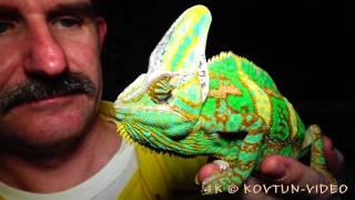 © 4К. Хамелеон йеменский вуалевый (Chamaeleo calyptratus) // The veiled chameleon, cone-head