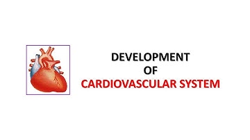 Development of the Cardiovascular System (part 1). Prof. Ashfaqur Rahman