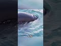 The little sea otter chased by a killer whale#wildlife... #Shorts #osmundo0716