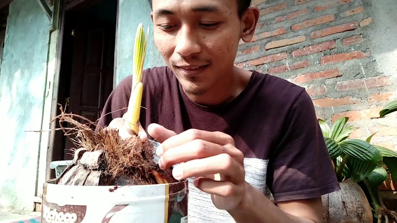 Pisau Sayat Sangat Tajam Untuk Bonsai Kelapa Dan Tes Dengan Program Sayat Mawar Youtube