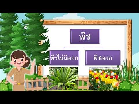 วีดีโอ: 5 กลุ่มพืชคืออะไร?