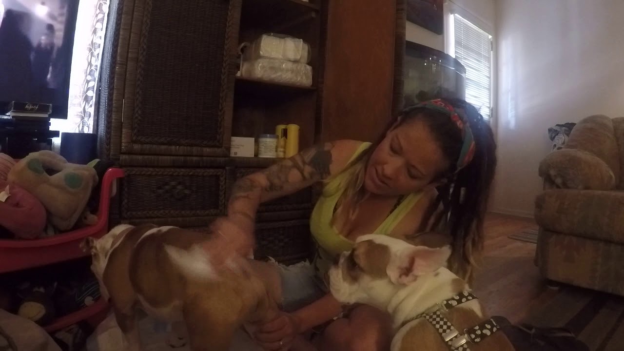 Dog Diaper changing 101