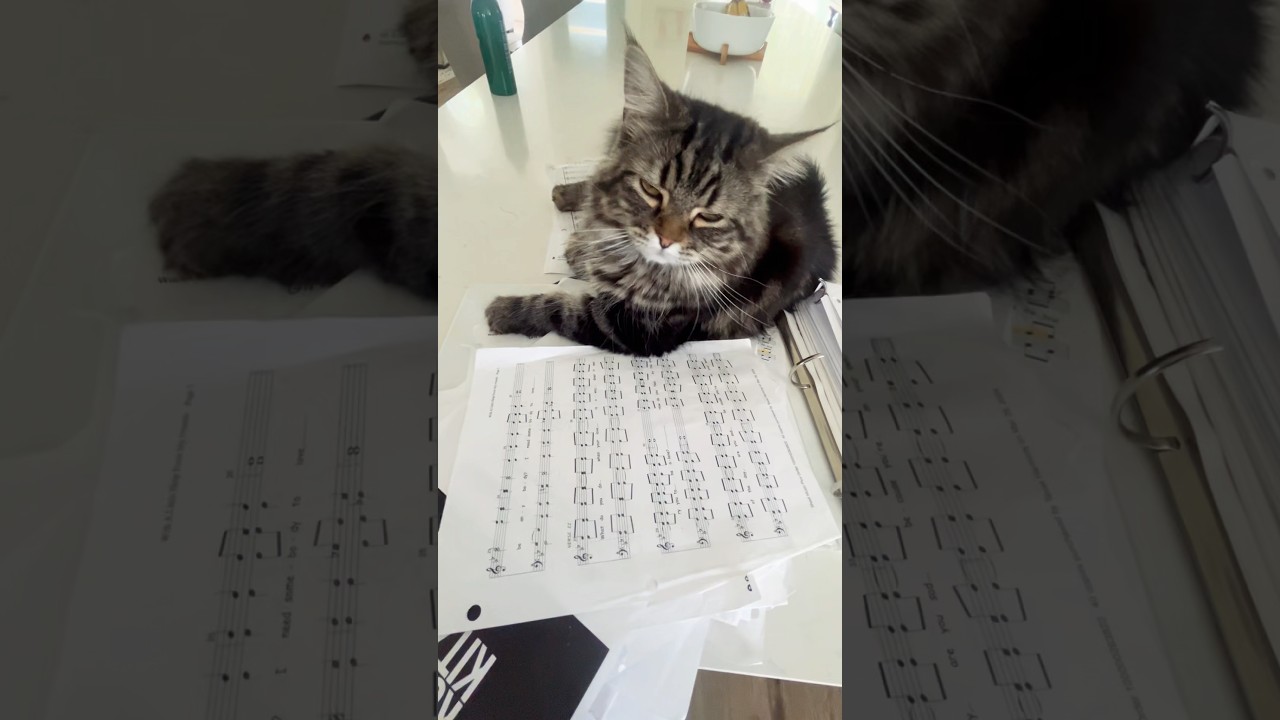 Lego judging my music binder organization 😹