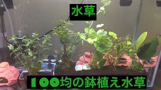 水草 100均の鉢植え水槽