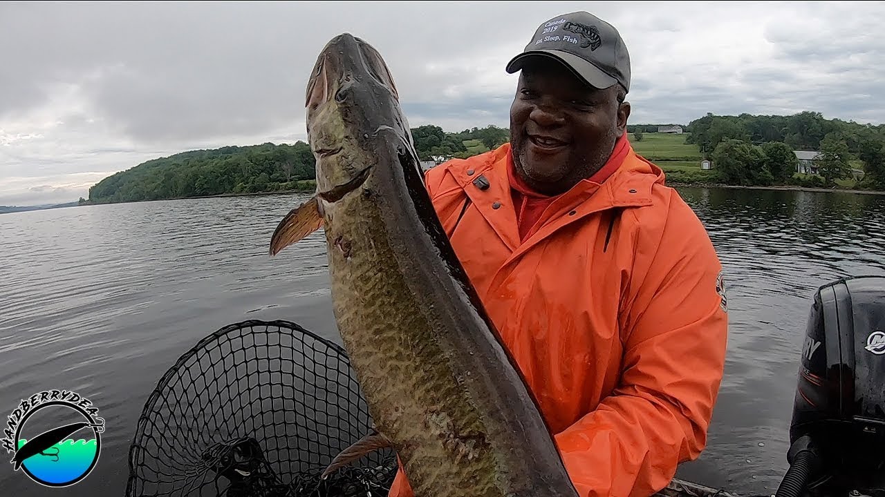 The Quest for a GIANT Saint John River Muskie 