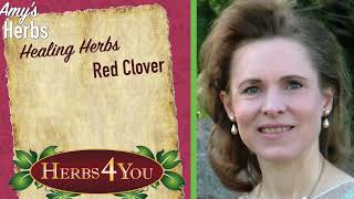Healing Herbs Red Clover Blossoms