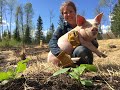 Turning forest into gardens with pigs