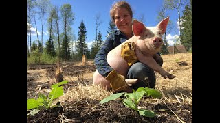 Turning forest into gardens with pigs