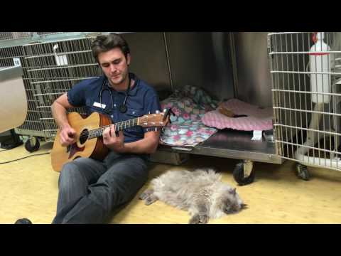 Dr. Ross Henderson sings to a cat