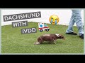 How Sasha the Dachshund became an IVDD Survivor