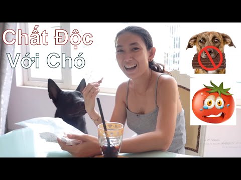 Video: Nâng Cao Chức Năng Nhận Thức ở Chó Già - Cốm Dinh Dưỡng Cho Chó