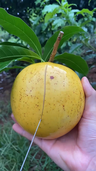 Cobain buah langka namanya abiu #buahabiu #abiu