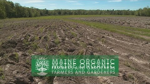 Promising research coming soon on crops soaking up PFAS from soil