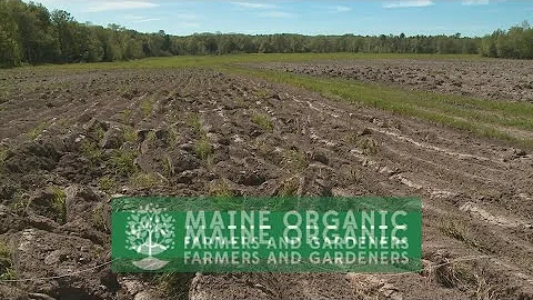 Promising research coming soon on crops soaking up PFAS from soil