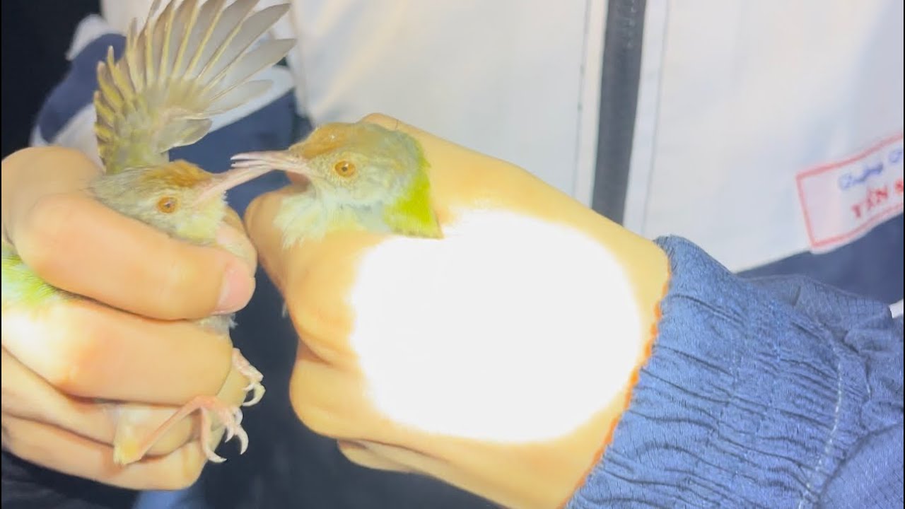 Hành trình đi soi chim tối gặp toàn thú nhỏ  Những pha cầm - Chim đi vào lòng đất