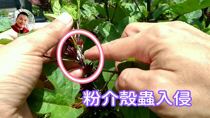 對抗介殼蟲後，洛神花開了！ - 天天要聞