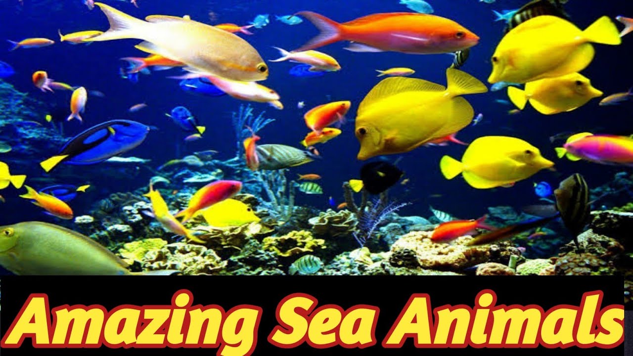 Amazing Sea Animals