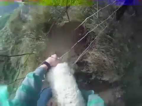 Man frees helpless sheep stuck in fence - YouTube