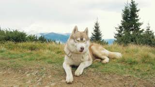 Happy siberian husky dog in mountains