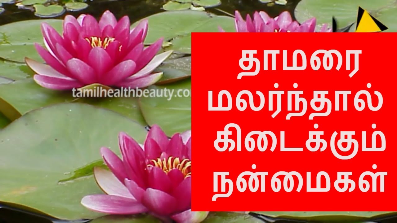 Lotus flower medicinal uses in Tamil YouTube