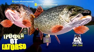 Русская рыбалка 4.🎣 р. Нижняя Тунгуска 🦈🐬💦 ТРОФЕЙ от LATORSO 👀