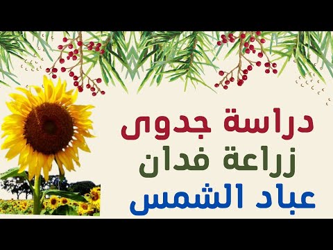 دراسة جدوى زراعة زهرة عباد دوار الشمس