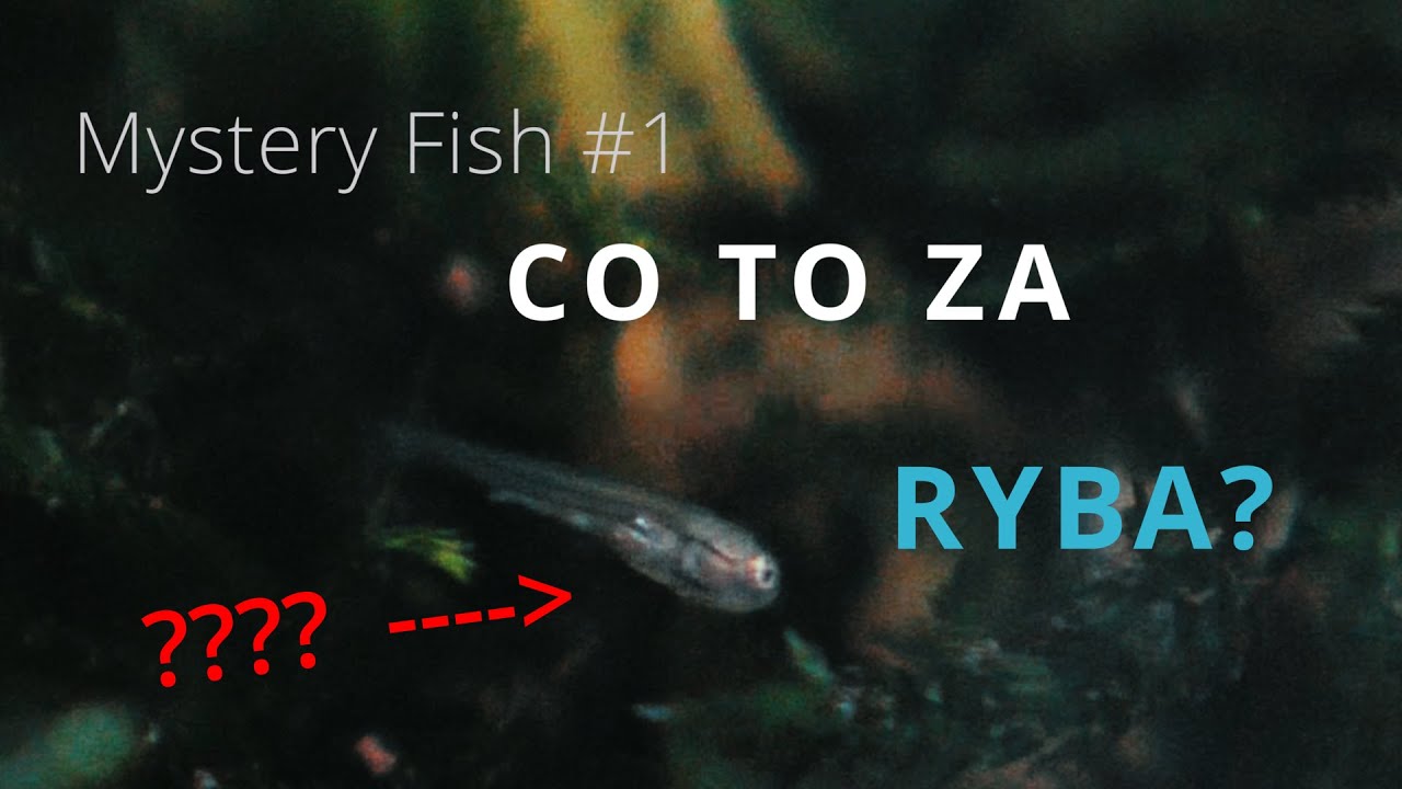 Mystery Fish 1 Co to za ryba? YouTube