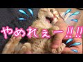 【猫の爪切り】マンチカンの子猫がはじめての爪切りに出した鳴き声が…【猫の鳴き声】