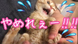 Munchkin Kitten cuts claws for the first time!!