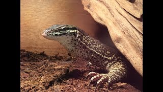 221B REPTILES EP XVII ARGUS MONITORS (Varanus Panoptes Horni)