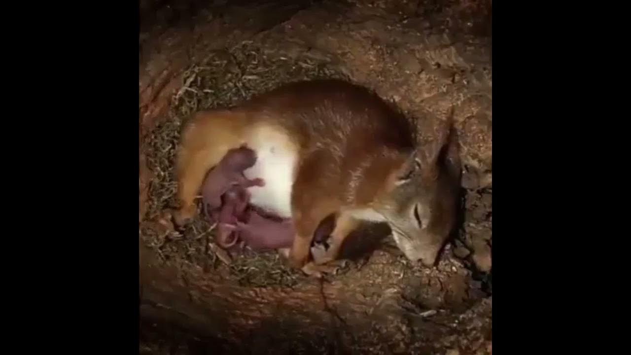 amazing Mother red Squirrel giving Birth to her kits ️ YouTube
