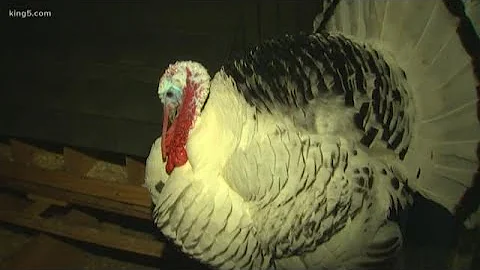 Turkeys help raise food for Seattle's Union Gospel Mission