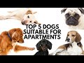 These are the Best Pet dogs...