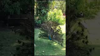 peacock #youtubeshorts #trending #viral #viralvideo #shorts #shortvideo #short #funny #love #song