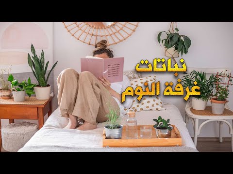 نباتات غرفة النوم هل سمعت عنها وما فائدتها