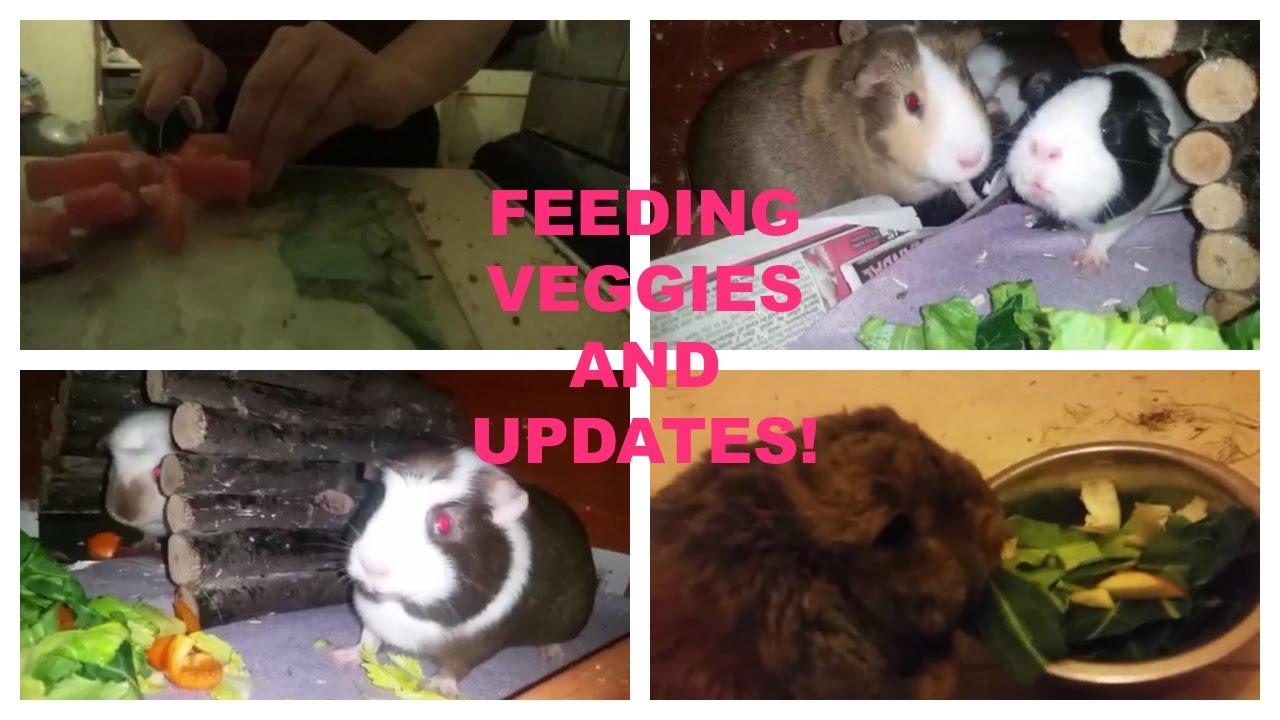 Doing the veg and updates! RABBITS and GUINEA PIGS YouTube
